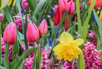 Spring flowers to plant