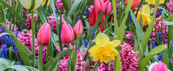 Spring flowers to plant