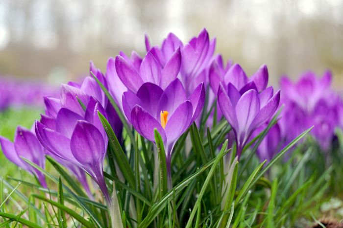 Spring flowers to plant