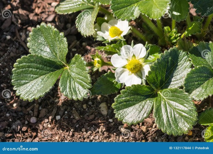 Strawberry plant with flowers