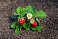 Strawberry plant with flowers