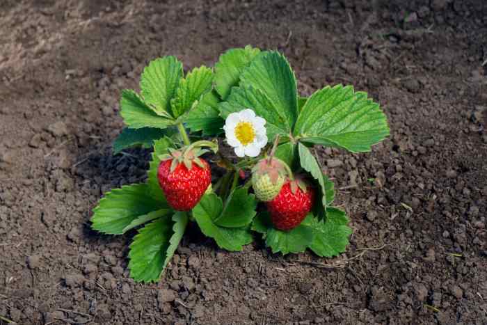 Strawberry plant with flowers